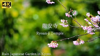 【 Ryoanji Temple 】🇯🇵☔️Rain Japanese Garden in Kyoto The sound of rain [upl. by Ebocaj]