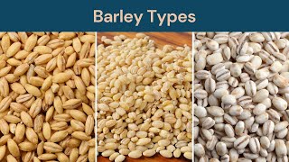 Barley Types Hulless Barley Hulled Barley and Pearl Barley [upl. by Anoet]