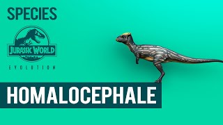 Homalocephale  SPECIES PROFILE  Jurassic World Evolution [upl. by Axe387]