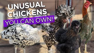 Chicken Breeds You Can Own  Exotic Unique Unusual Backyard Chickens [upl. by Adlig477]