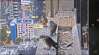 The first chick of peregrine falcon fledged 367 Collins Falcons 2024  South facing  North facing [upl. by Alurta]