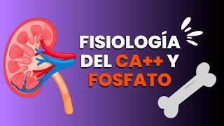 Metabolismo del calcio y el fosfato explicado FÁCILMENTE [upl. by Emiatej]