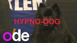 BGTs Hypnodog 5 things you need to know [upl. by Amyas175]