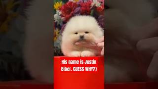 Our Justin dogs justinbieber puppies [upl. by Olaf289]