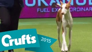 Saluki wins the Hound Group Judging  Crufts 2015 [upl. by Hengel]