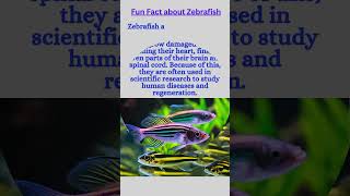 funfact about Zebrafish funfact zebrafish zebrafishes zebrafishfacts zebrafishlover [upl. by Llerrit324]