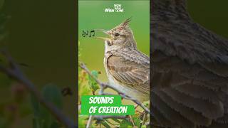 Birds Singing In The Morning  Crested lark bird singing relaxingbirds birdsounds [upl. by Carr23]