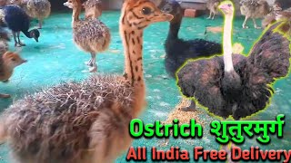 Ostrich Chicks For Sale In India 919332802826 [upl. by Graham]