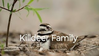 Killdeer Family birds birdspecies birdspecies [upl. by Atisor737]