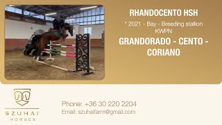 GRANDORADO x CENTO 2021 APPROVED STALION HORSE FOR SALE [upl. by Umont532]