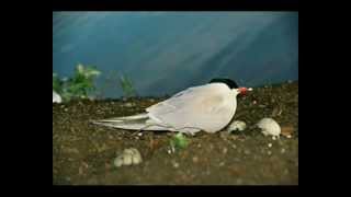 Upinė Žuvėdra  Common Tern [upl. by Hniht]