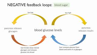 Blood glucose level homeostasis simplified and made logical [upl. by Aehsel]