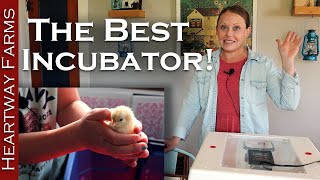 Incubator Review Comparison  Hatching and Raising Chickens  Food Security During Egg Shortage [upl. by Alvis787]