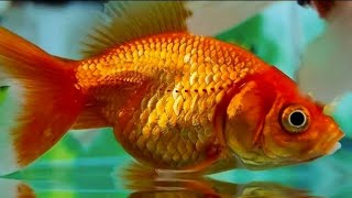 SMALL ORNAMENTAL FISH SUITABLE FOR AQUARIUMS part 31 [upl. by Asi938]