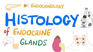 Endocrine System Histology [upl. by Hungarian653]