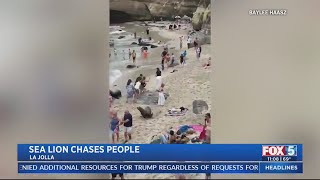 Sea lion chases people at La Jolla Cove [upl. by Hasty]