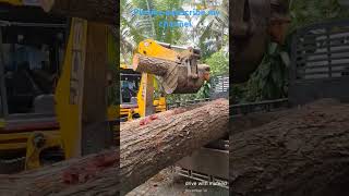 JCB amp INTRA TIPPER LOADING WOOD 🪵🪵🪵🚚 [upl. by Yared]