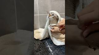 showering my cat 🧼🫧 cat shower bengal bath animals choumicha baby kitten cute chat dina [upl. by Assiralk]