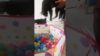 shortvideo funny petschannel yourpet cat funnypetschannel petchannel pets yourcat [upl. by Otrepur627]