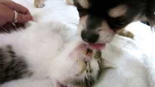 Chihuahua puppy loves his kitten [upl. by Hook]