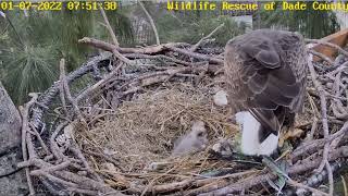 WRDC Eagle Nest Cam 07012022 0742 [upl. by Adiraf252]