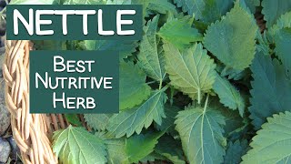 Stinging Nettle A Nutritive Herb and Energizing Tea [upl. by Aihsenor]