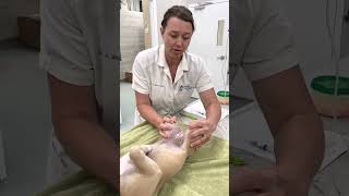 Ortolani positive test  Hip dysplasia in a puppy [upl. by Eilsek409]