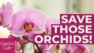 🌸How to Repot an Orchid🌸 [upl. by Aissac]