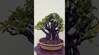 Ficus Microcarpa Bonsai Tree  adityastinytrees bonsai [upl. by Aicinet572]