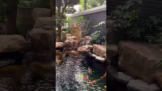 Koe Fish Pond for Home Decoration ​⁠TheDecorDetective [upl. by Neesay]