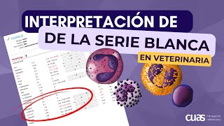 Interpretación del Leucograma en el análisis sanguíneo de tu paciente en veterinaria de pequeños 🐶 [upl. by Norad]