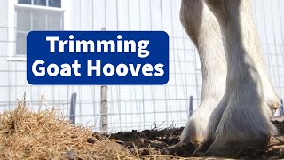 How to Trim Goat Hooves [upl. by Ahseym]