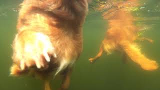 UNDERWATER FOOTAGE of swimming Tollers [upl. by Alemaj]