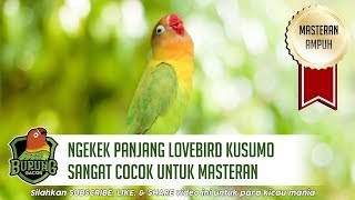 Ngekek Panjang Lovebird Kusumo Sangat Cocok Untuk Masteran [upl. by Rosanna]