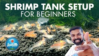 Shrimp Tank Setup for Beginners  Cherry Red Shrimp Tank [upl. by Einafit]