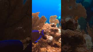 Roatan encounter with Dora trending scuba bluetang roatandiving [upl. by Illoh854]