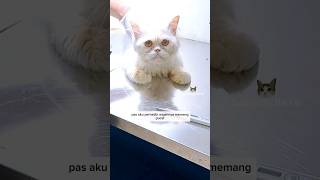 Kucing Flatnose Putih Lucu Ini Akhirnya Dibawa ke Klinik Dokter Hewan catlover cat kucing short [upl. by Idnyl]