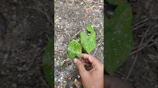 Caladium tricolor plants mytakeonhomeandgarden garden shorts [upl. by Eirrak]