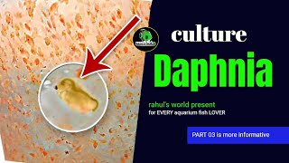 how to culture daphnia without starter at home  ডাফনিয়া কালচার  after 9 day update part 3 [upl. by Hceicjow]