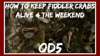 EASIEST way to keep Fiddler Crabs Alive For A Weekend of Fishing [upl. by Duj]