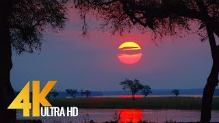 4K Wild Animals  Africa Mana Pools National Park with Nature Sounds  4 HRS [upl. by Irami]