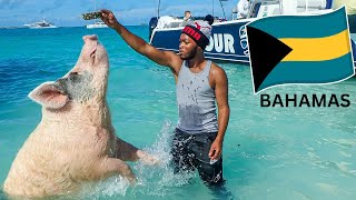 Swimming With The Pigs Sting Rays Sharks On A Island In Bahamas Exuma Also Chilled with Iguana 🇧🇸 [upl. by Anear593]