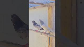 music bollywood foryou kabootar pardesi pigeon song sad [upl. by Belayneh]