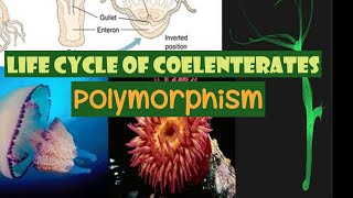 Class11th Reproduction and Life Cycle of Coelenterates [upl. by Perla713]