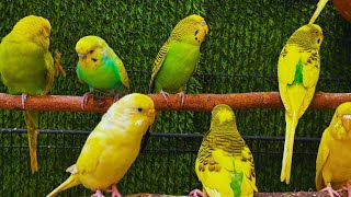 Parrots singing beautiful birds voice beautiful budgies birds sounds [upl. by Ute]