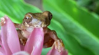 Similisca sila  Rana arboricola ñata  crossbanded tree frog [upl. by Yart397]