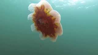 Lions Mane Jellyfish bell with no Tentacles [upl. by Joya904]