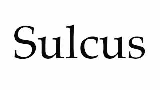 How to Pronounce Sulcus [upl. by Ermin]