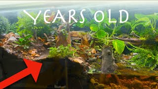 Years old rainforest ecosystem vivarium over time this happened [upl. by Yvaht469]