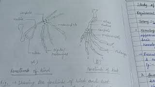 Study of Homology vs Analogyzoology zoologynotes evolution [upl. by Cosenza]